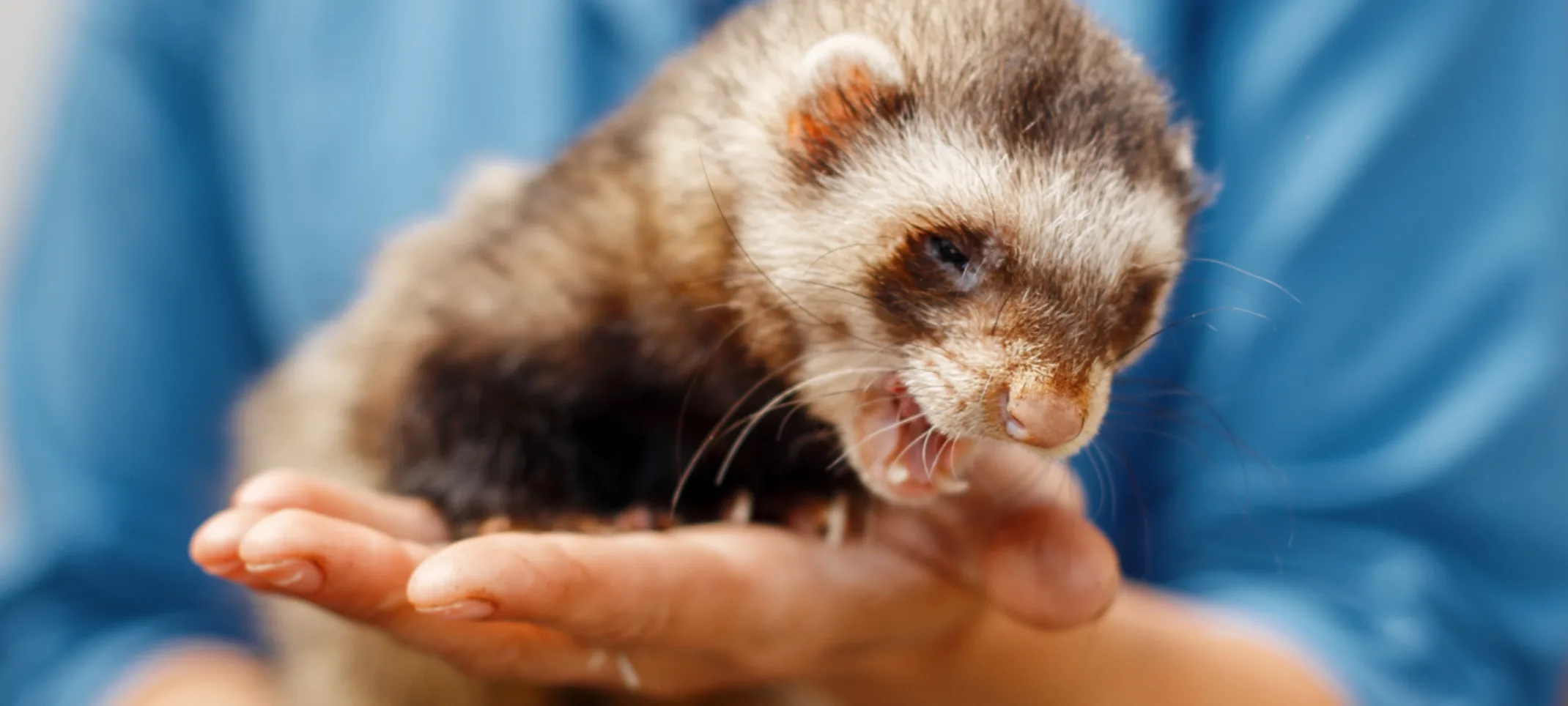 Woman holding ferret in hands